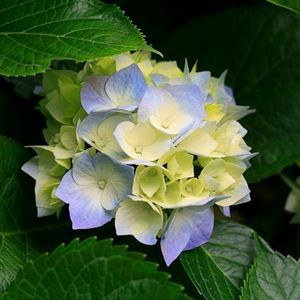 Meet your Posher, Abigail